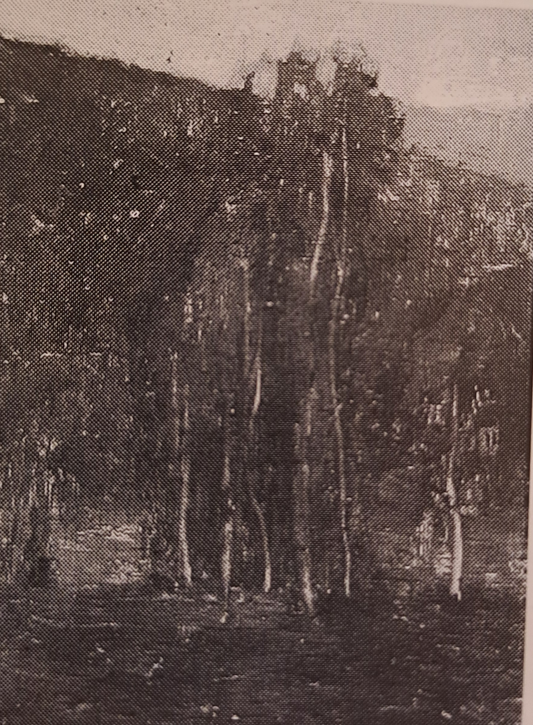 Wald bei Eupen, um 1903