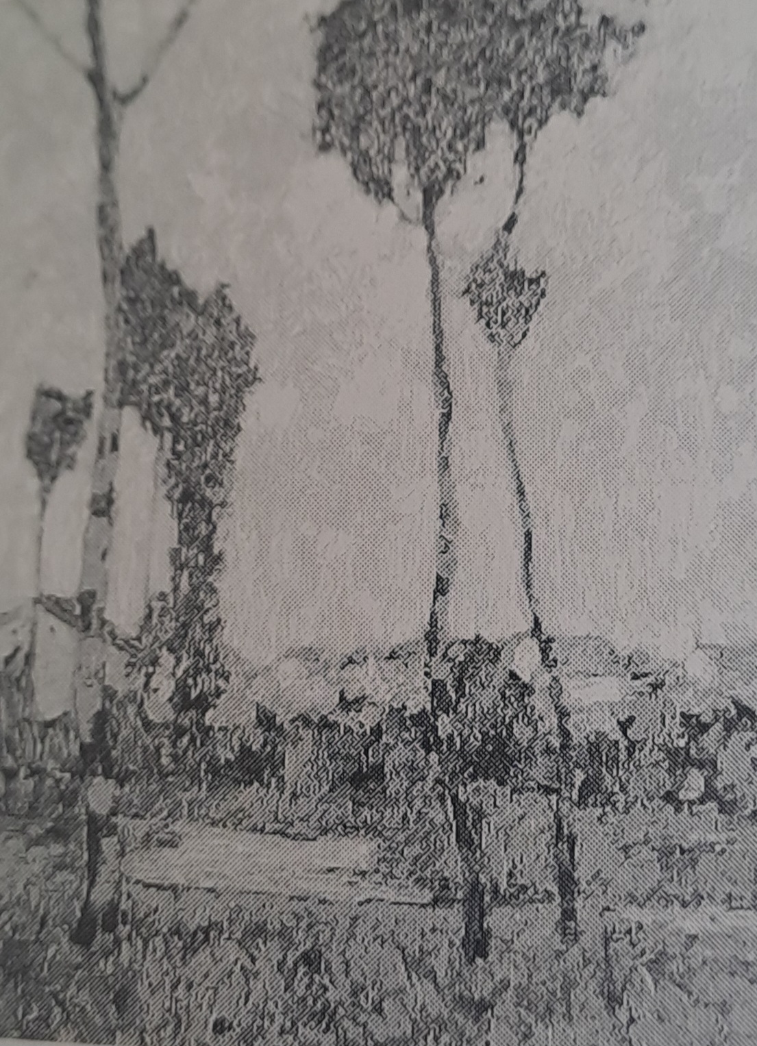 Dorf hinter Pappeln, um 1906