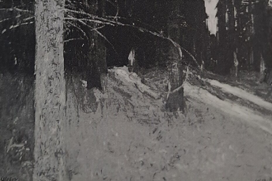 Waldinneres bei Eupen, um 1906