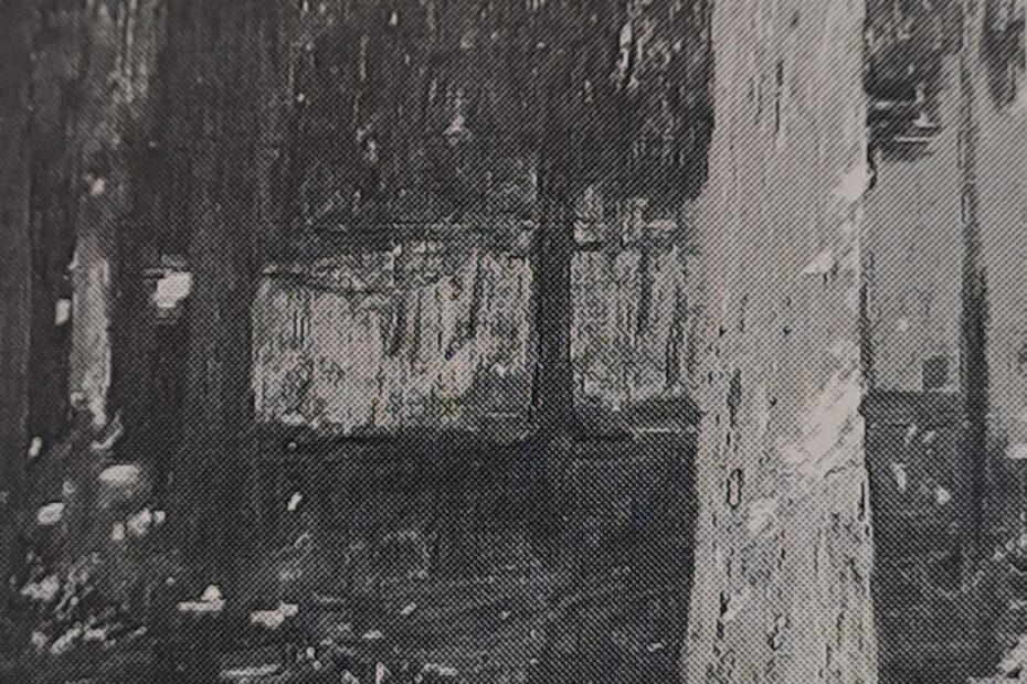 Tannenwald mit Sonnenfluten, um 1906