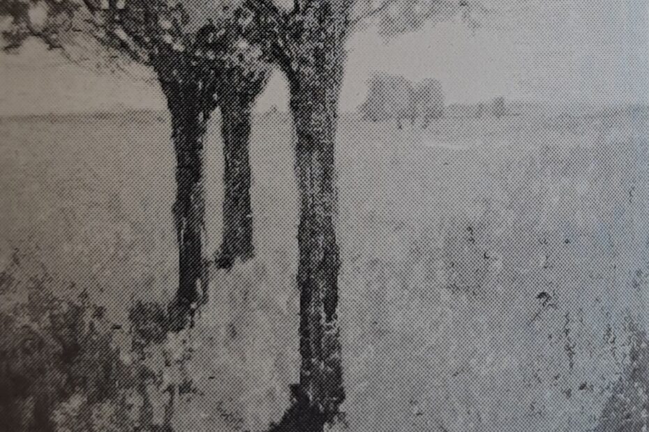 Bäume in Wiesenlandschaft, um 1908-1909