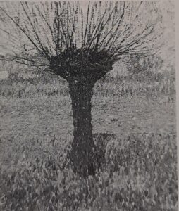 Rheinwiese mit Kopfweide, um 1909