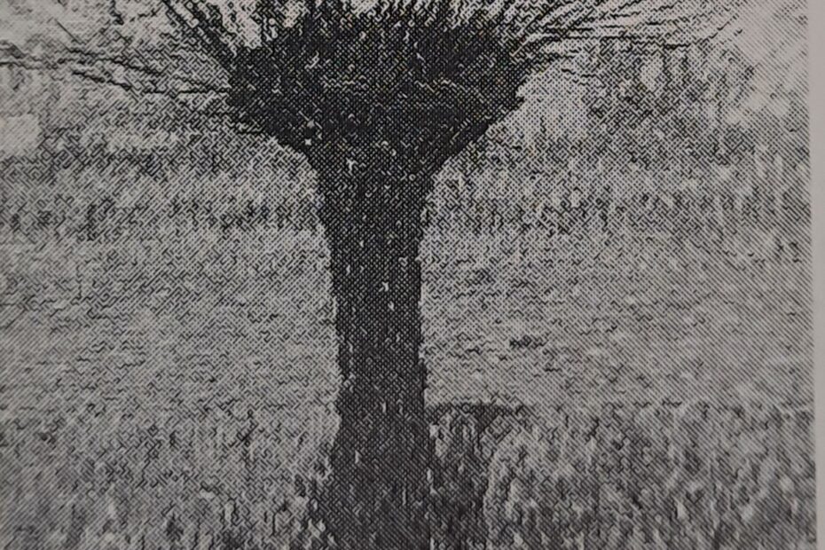 Rheinwiese mit Kopfweide, um 1909