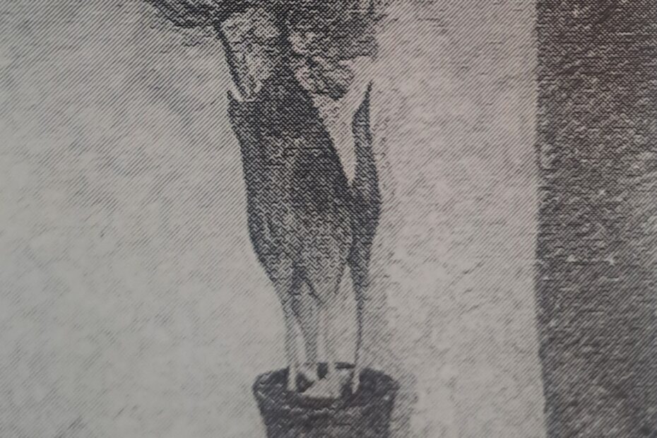 Tulpen von Elisabeth, 1909