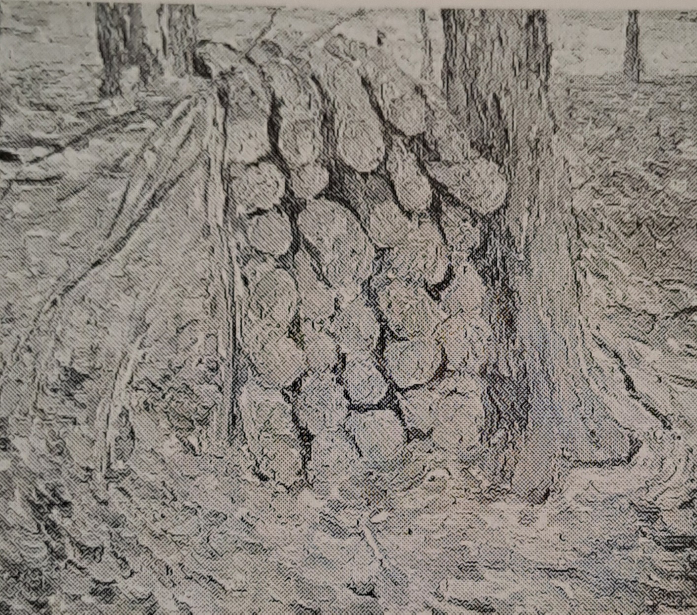 Nasses Erlenholz, 1910 - 1911