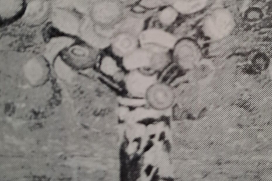 Strohblumen, um 1912