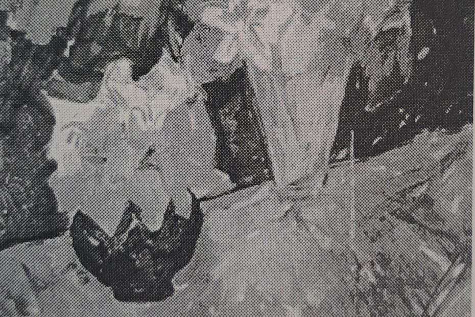 Kapuzinerkresse, 1914 - 1918