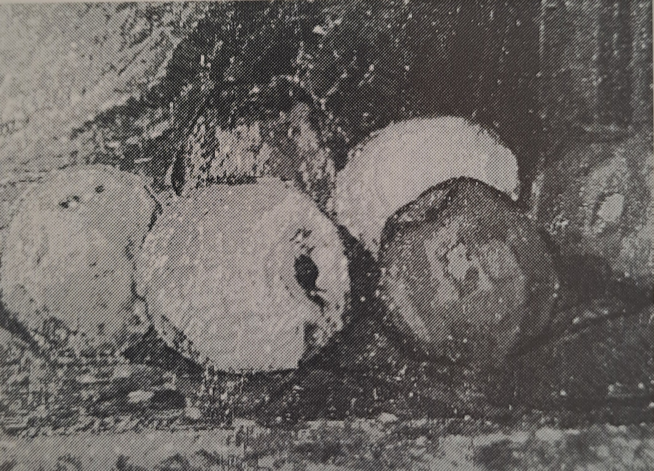 Stilleben mit Äpfeln, um 1915