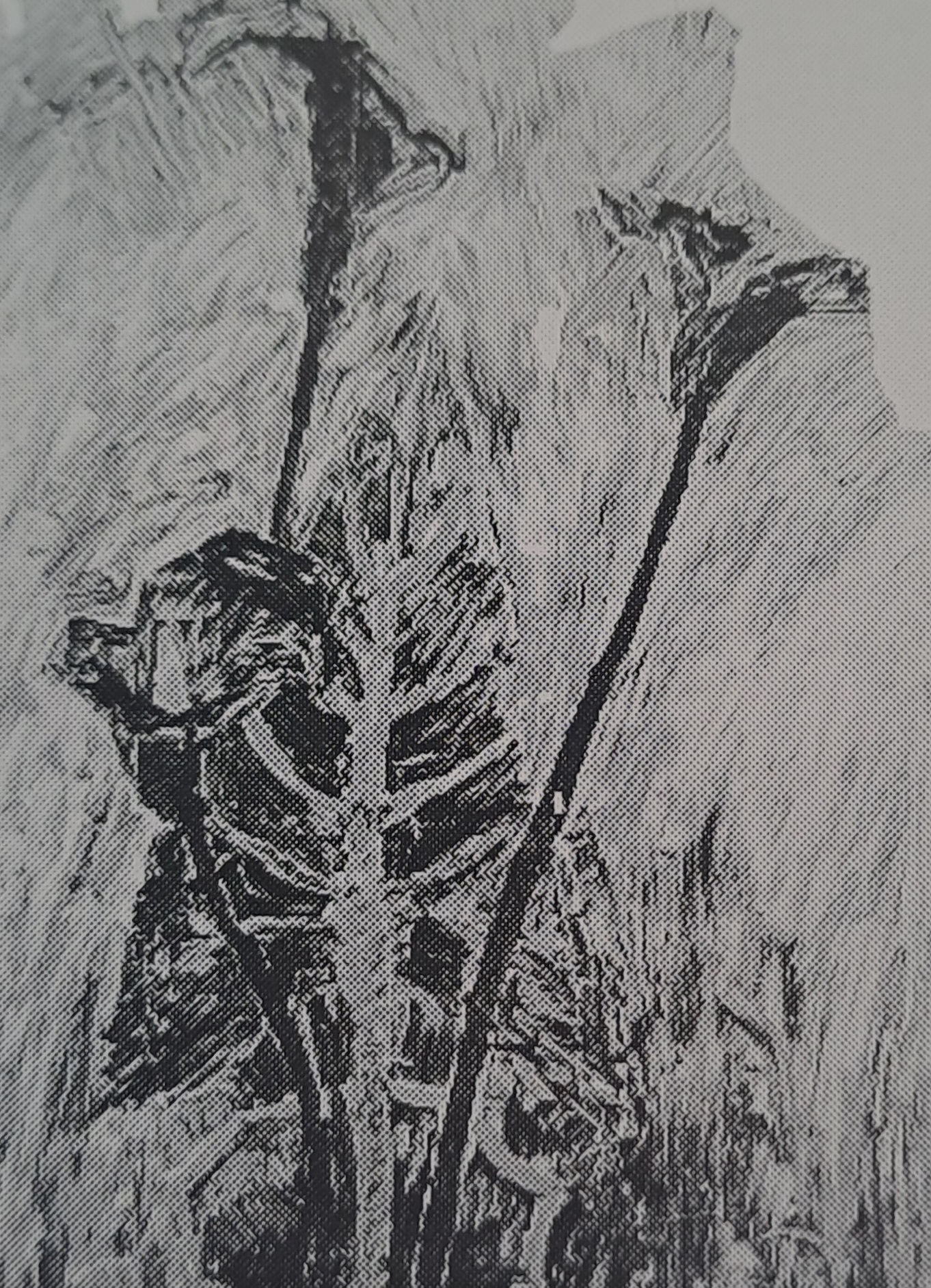 Calla in Rot, um 1917