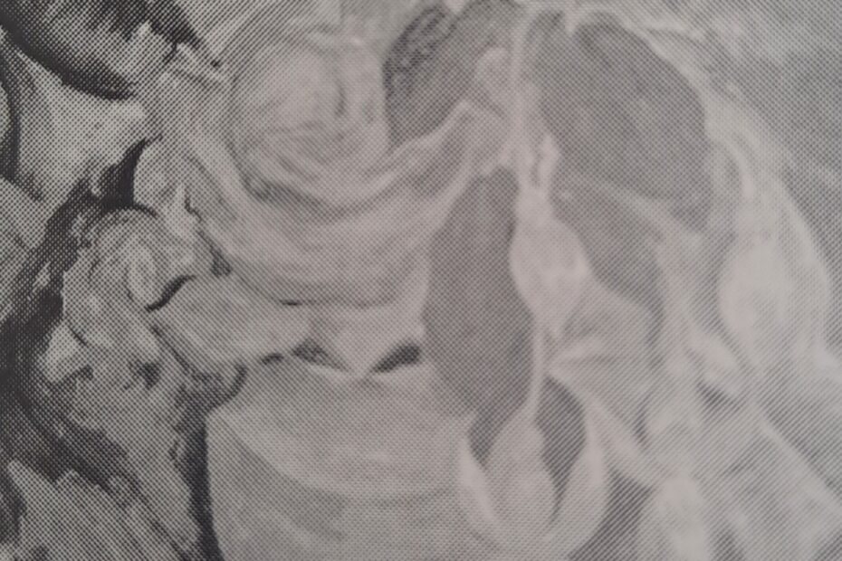 Fuchsien-Stilleben, um 1924
