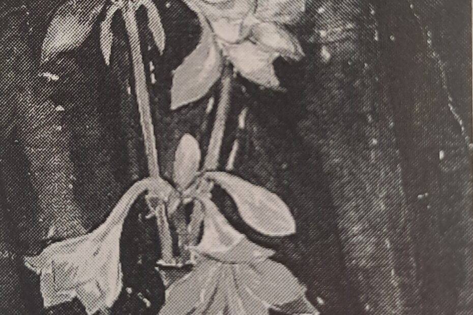 Amaryllis auf blauem Grund, 1924